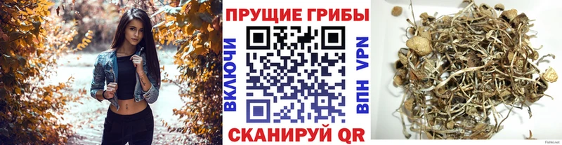 где можно купить   Кимовск  Галлюциногенные грибы Psilocybe 